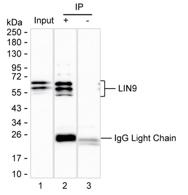 LIN9 Antibody in Immunoprecipitation (IP)