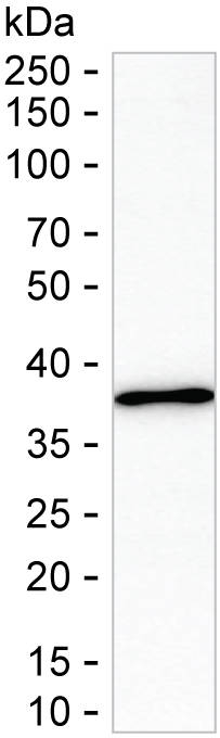 FKBPL Antibody in Western Blot (WB)