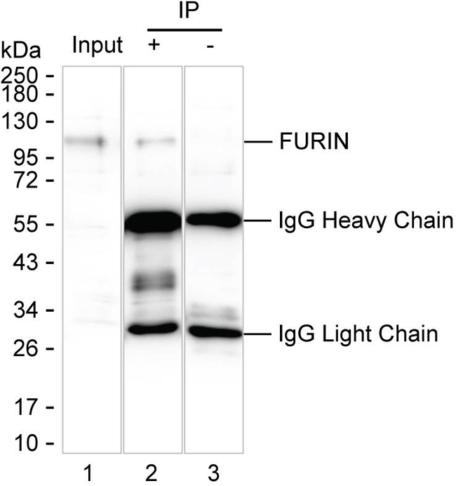 Furin Antibody in Immunoprecipitation (IP)