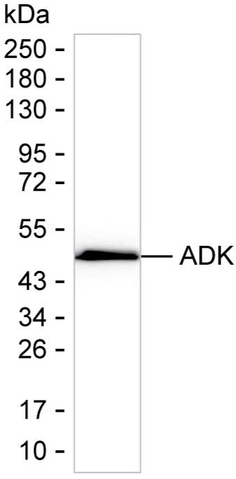 ADK Antibody in Western Blot (WB)