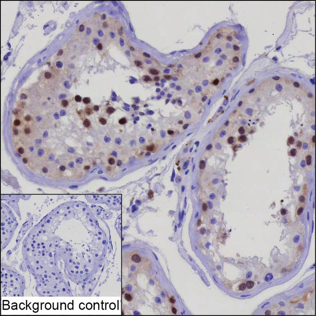 RNF138 Antibody in Immunohistochemistry (Paraffin) (IHC (P))