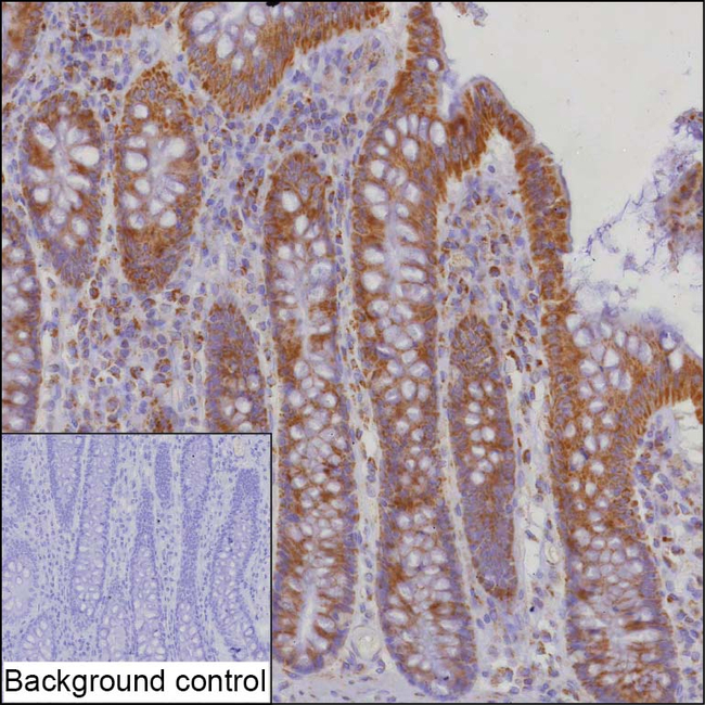 STOML2 Antibody in Immunohistochemistry (Paraffin) (IHC (P))