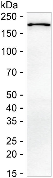 ECM29 Antibody in Western Blot (WB)