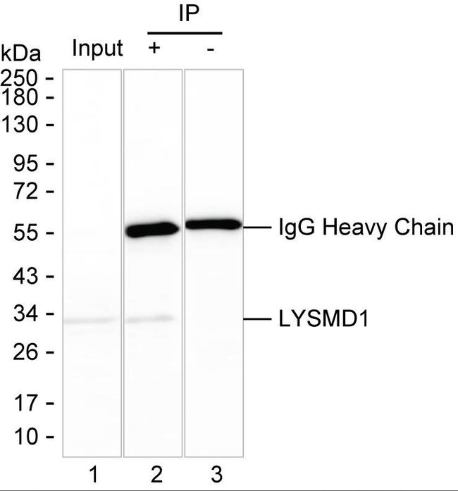 LYSMD1 Antibody in Immunoprecipitation (IP)