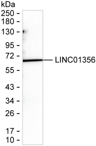 LINC01356 Antibody in Western Blot (WB)