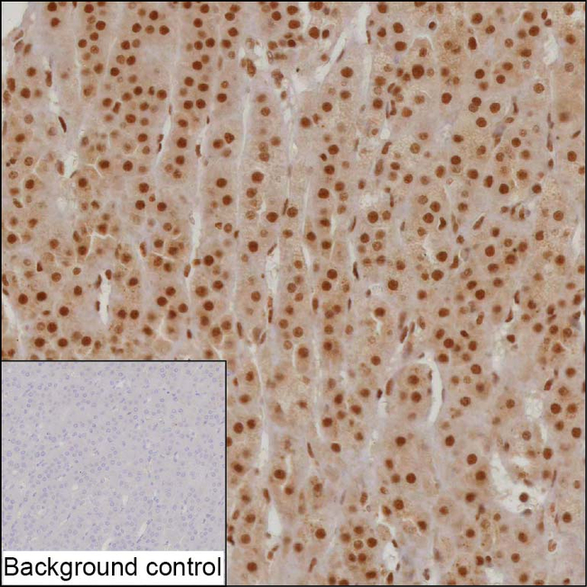 SNRNP27 Antibody in Immunohistochemistry (Paraffin) (IHC (P))