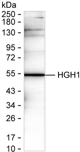 HGH1 Antibody in Western Blot (WB)