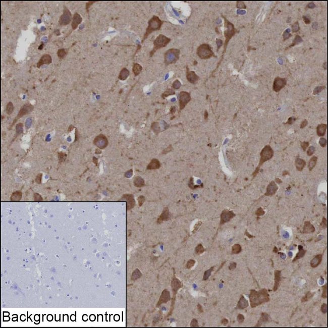 FAM219A Antibody in Immunohistochemistry (Paraffin) (IHC (P))