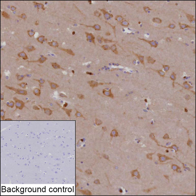 FBXL5 Antibody in Immunohistochemistry (Paraffin) (IHC (P))