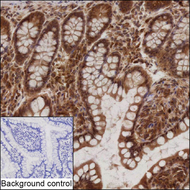 C8orf77 Antibody in Immunohistochemistry (Paraffin) (IHC (P))