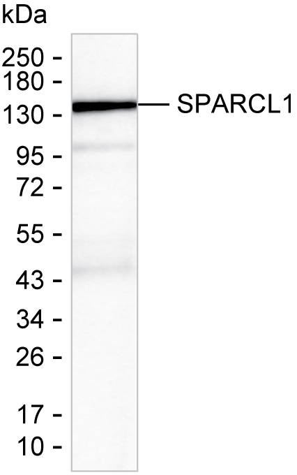 SPARCL1 Antibody in Western Blot (WB)