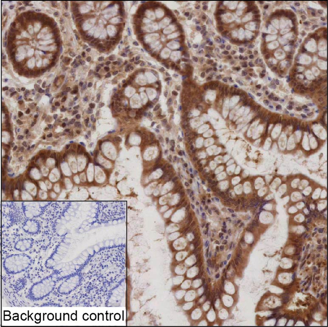 PSMA2 Antibody in Immunohistochemistry (Paraffin) (IHC (P))