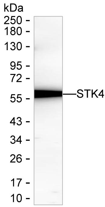 MST1 (STK4) Antibody in Western Blot (WB)