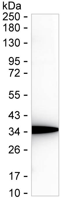 NMNAT1 Antibody in Western Blot (WB)