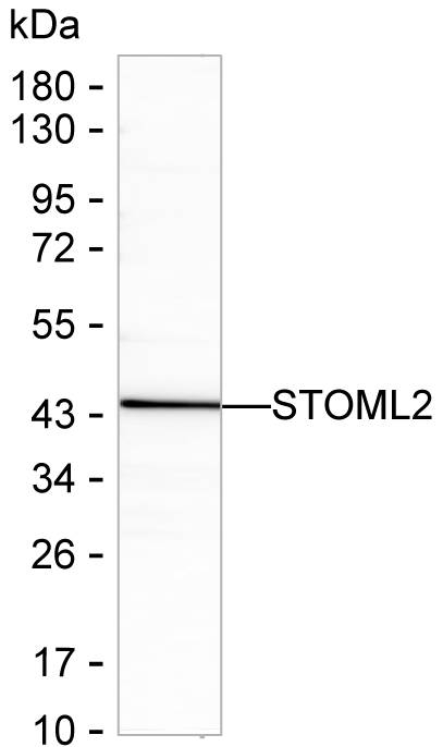STOML2 Antibody in Western Blot (WB)