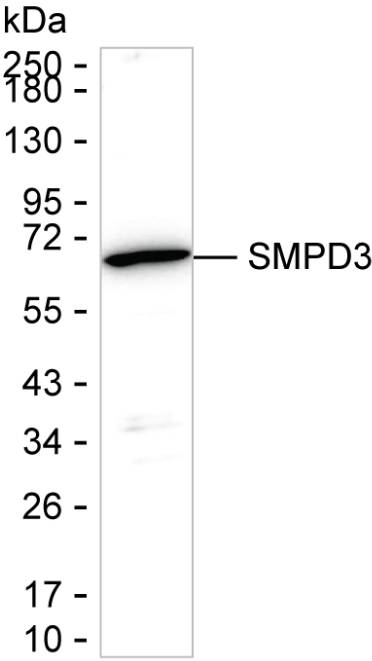SMPD3 Antibody in Western Blot (WB)