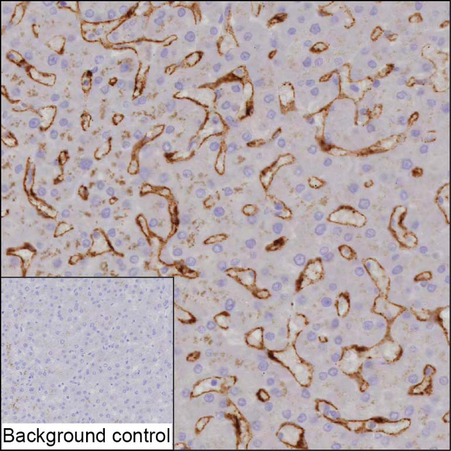 EHD3 Antibody in Immunohistochemistry (Paraffin) (IHC (P))