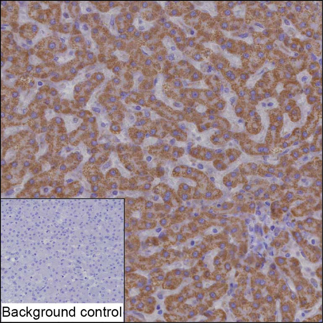 HSDL2 Antibody in Immunohistochemistry (Paraffin) (IHC (P))