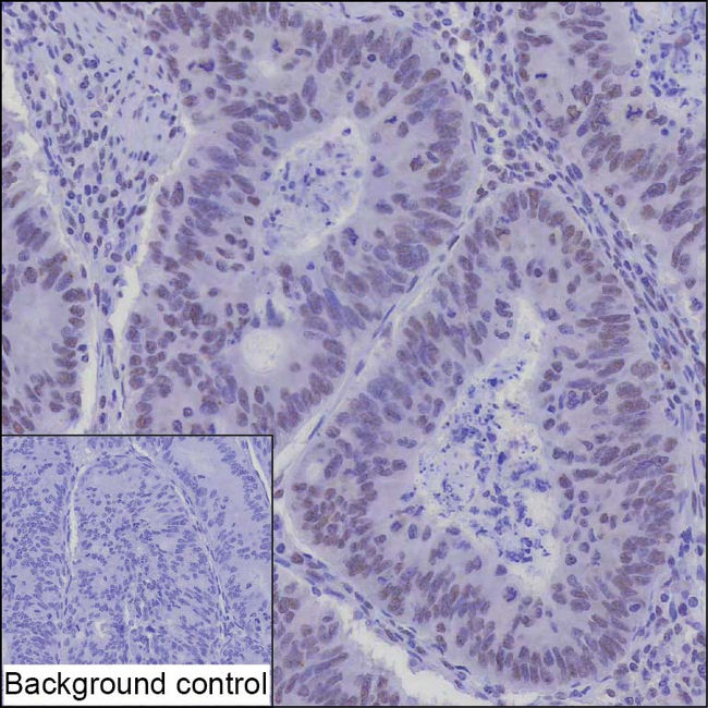 RNF169 Antibody in Immunohistochemistry (Paraffin) (IHC (P))