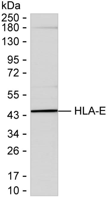 HLA-E Antibody in Western Blot (WB)