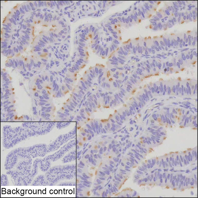 DNAH12 Antibody in Immunohistochemistry (Paraffin) (IHC (P))