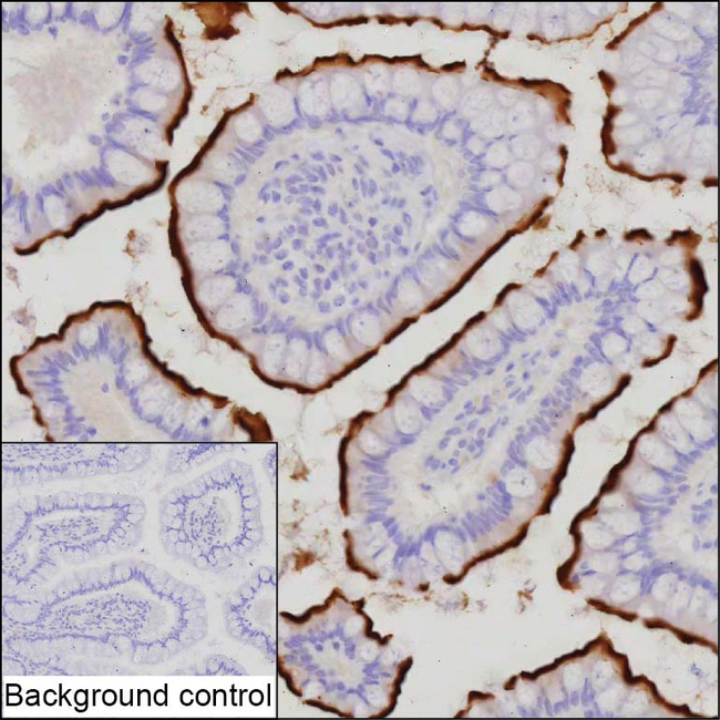 SLC15A1 Antibody in Immunohistochemistry (Paraffin) (IHC (P))