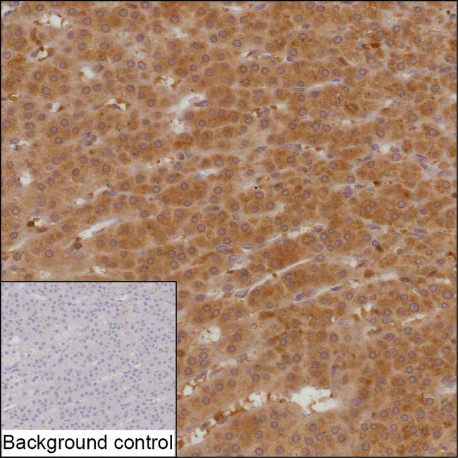 AMDHD2 Antibody in Immunohistochemistry (Paraffin) (IHC (P))