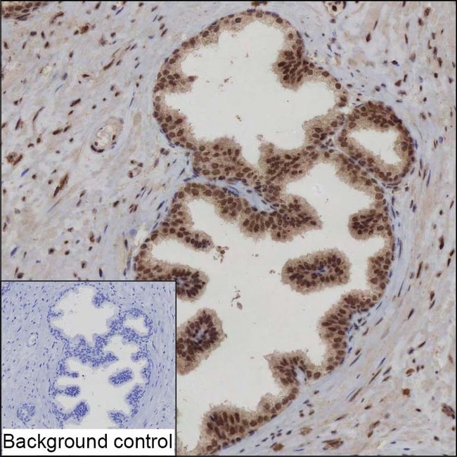 SRP19 Antibody in Immunohistochemistry (Paraffin) (IHC (P))