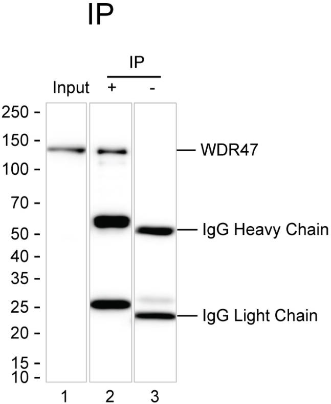 WDR47 Antibody in Immunoprecipitation (IP)