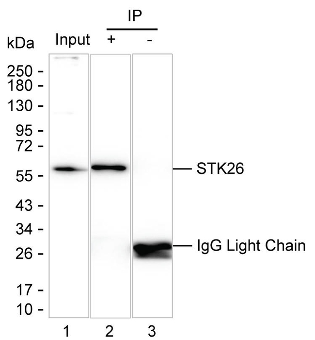 MST4 Antibody in Immunoprecipitation (IP)