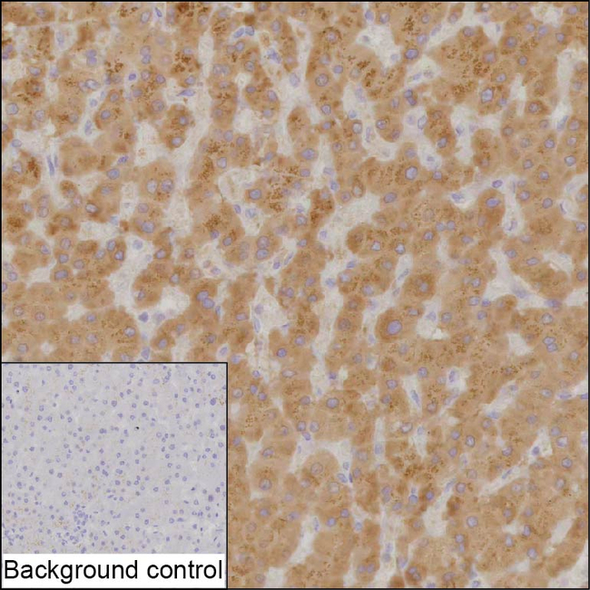 PHLPP1 Antibody in Immunohistochemistry (Paraffin) (IHC (P))