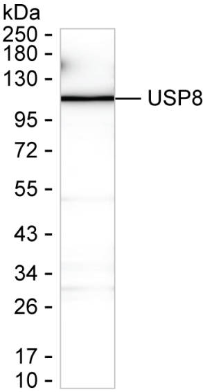 USP8 Antibody in Western Blot (WB)