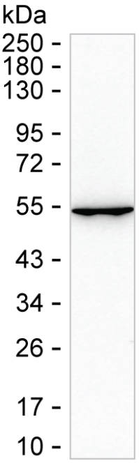 CNDP1 Antibody in Western Blot (WB)