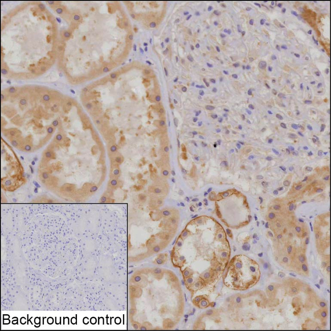 TOR1AIP2 Antibody in Immunohistochemistry (Paraffin) (IHC (P))