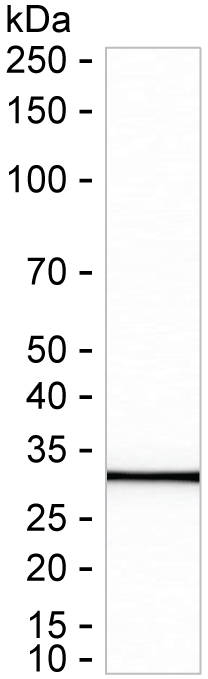 PITPNB Antibody in Western Blot (WB)