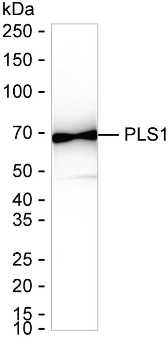 PLS1 Antibody in Western Blot (WB)