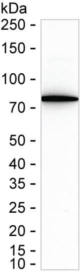NSF Antibody in Western Blot (WB)