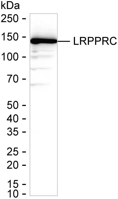LRP130 Antibody in Western Blot (WB)