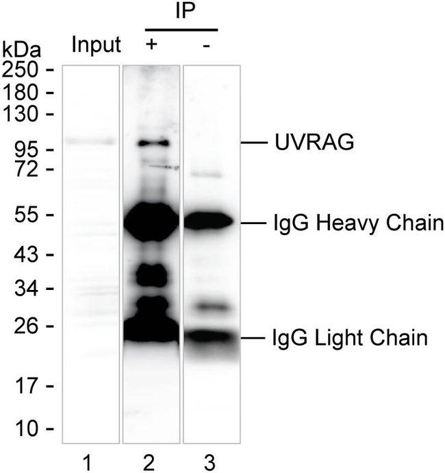 UVRAG Antibody in Immunoprecipitation (IP)