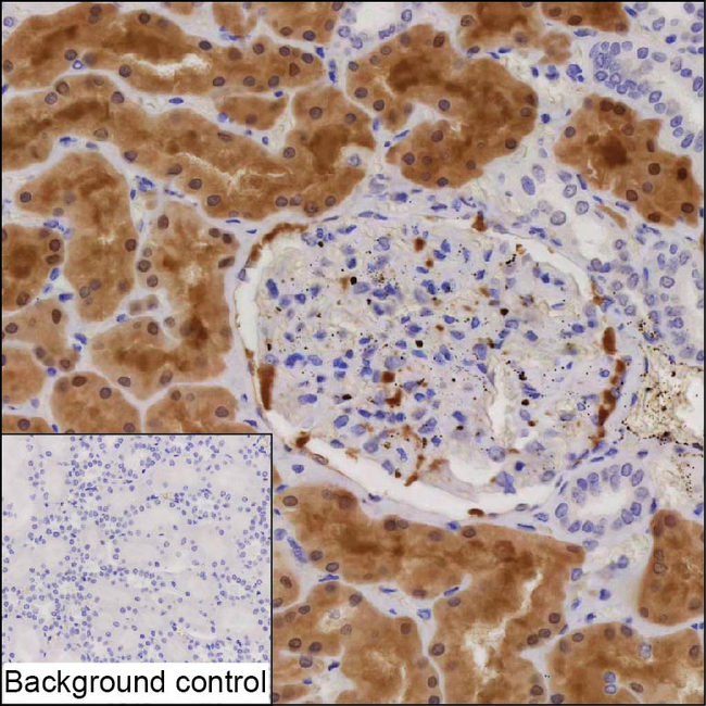 DOPA Decarboxylase Antibody in Immunohistochemistry (Paraffin) (IHC (P))