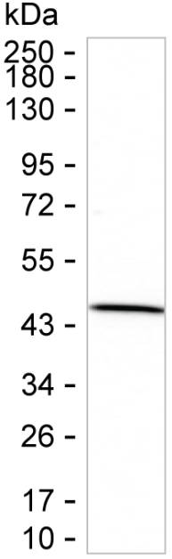 SUMF1 Antibody in Western Blot (WB)