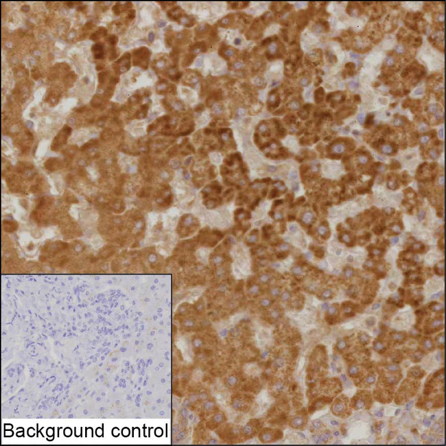 PSMB7 Antibody in Immunohistochemistry (Paraffin) (IHC (P))