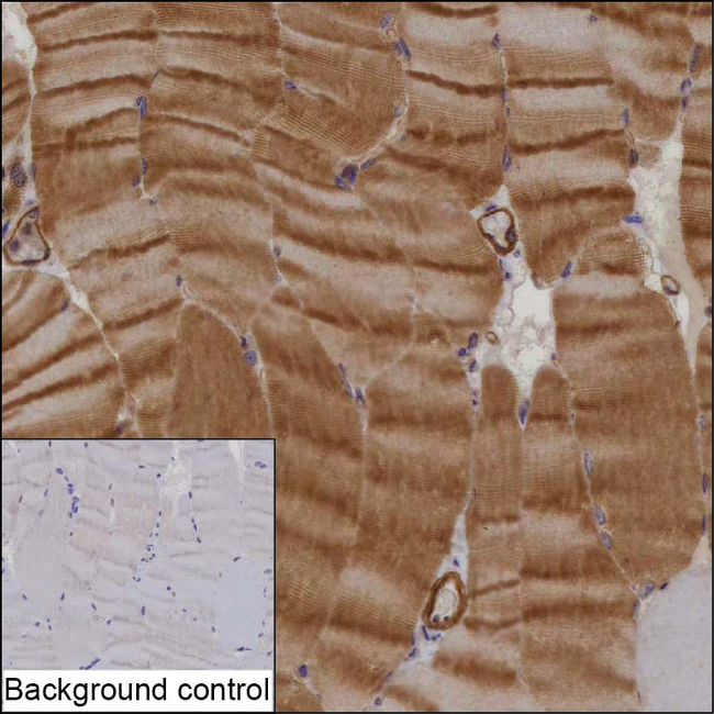 AMPK gamma-3 Antibody in Immunohistochemistry (Paraffin) (IHC (P))