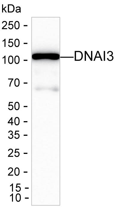 WDR63 Antibody in Western Blot (WB)