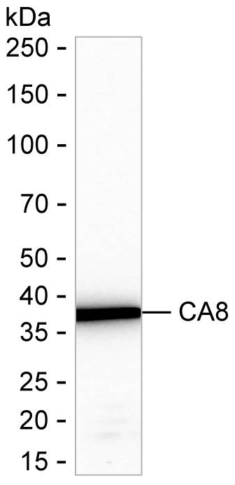 Carbonic Anhydrase VIII Antibody in Western Blot (WB)