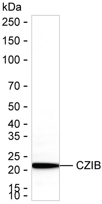 C1orf123 Antibody in Western Blot (WB)