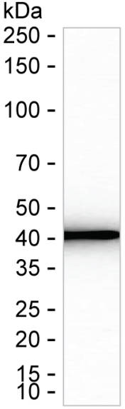 NUDC Antibody in Western Blot (WB)