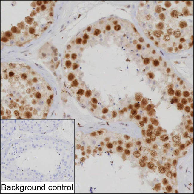HMCES Antibody in Immunohistochemistry (Paraffin) (IHC (P))