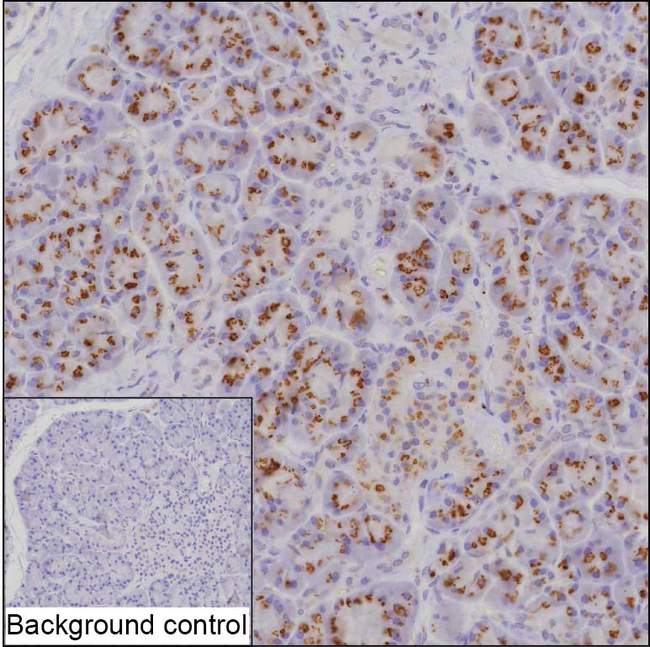 GALNT2 Antibody in Immunohistochemistry (Paraffin) (IHC (P))