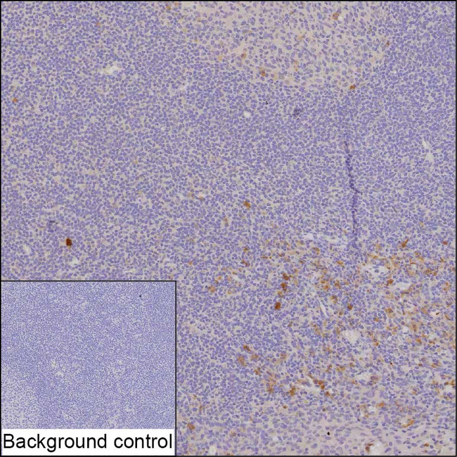 CD300a Antibody in Immunohistochemistry (Paraffin) (IHC (P))